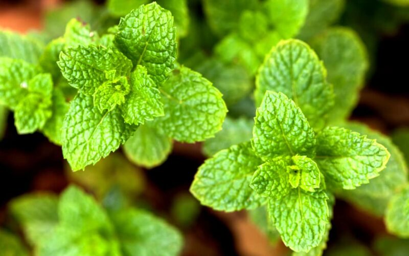 Guia Definitivo da Hortelã (Mentha piperita): Benefícios, Riscos e as Melhores Combinações para a sua Saúde
